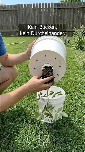 High-hanging tomatoes straight from the bucket – no bending required!