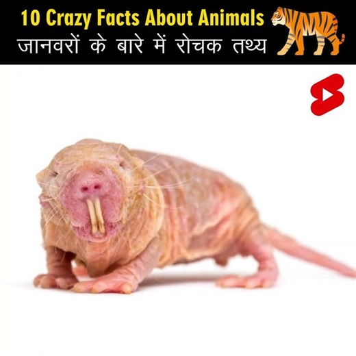 Animals That Will Shock You #animalfacts #wildlife #shorts