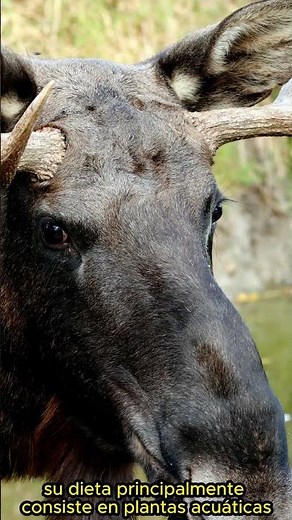 🫎Alce. Uno de los animales mas ALTOS del planeta