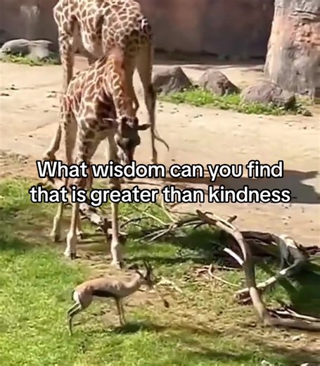 What wisdom can you find that is greater than kindness