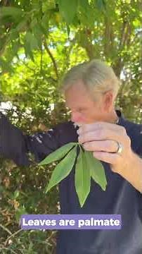 Vitex agnus-castus with Christopher Hobbs