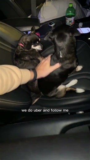 My uber driver really pulled up with puppies in the car 😭 #uber #nashville #storytime #puppies