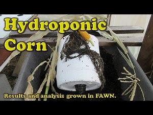 Hydroponic Sweet Corn: Test Grow, Results, and Analysis