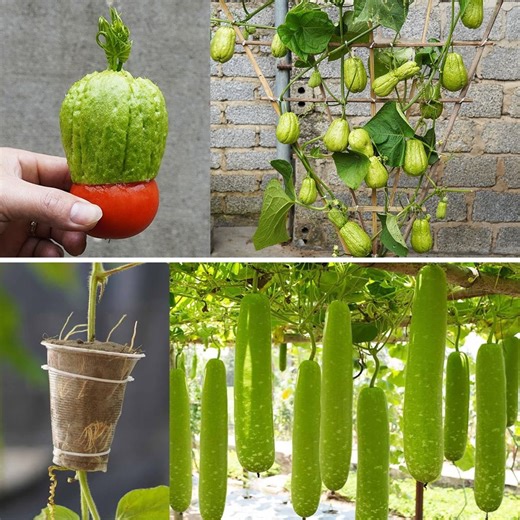 Cultivation of Chayote and Gourd | DIY Balcony Garden