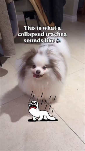 Canine Orthopaedic Association of TamilNadu (COAT) on Instagram: "Tracheal Collapse in Dog Tracheal collapse in dogs is a common respiratory issue, especially in small breeds, where the windpipe's cartilage weakens and flattens, causing a characteristic honking cough, wheezing, and difficulty breathing. It's graded from I (mild) to IV (severe) by narrowing, managed medically with weight loss, collar replacement, anti-inflammatory, and cough suppressants, or surgically in severe cases. Emergency 