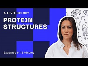 Introduction to Protein Structures | AQA Biology | Year 12