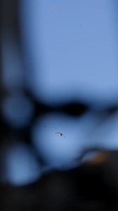 Solo pin 📍 #Island34 #waterfowl #pintail #ducksunlimited | Island 34