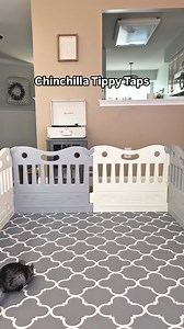 Complete with a wall surf and some happy sounds at the end 😂🐭🐾 #chinchilla #tippytaps #happiness | Phil E. Chinchilla