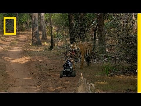 Robot vs. Tiger | Nat Geo Live
