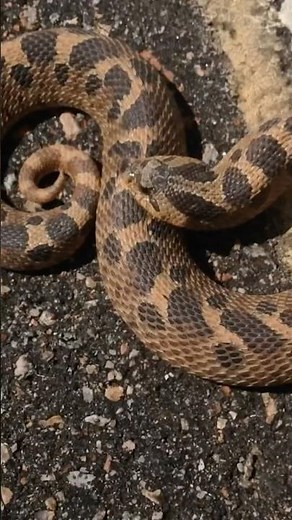 Amazing find in the Sandhills of North Carolina. A southern hognose! Heterodon simus.
