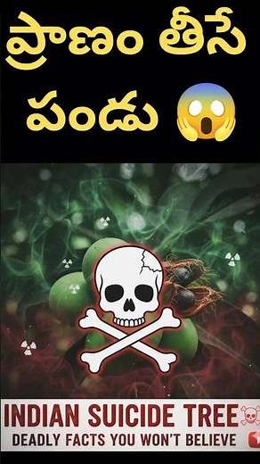 The World's Most POISONOUS Fruit? (The Indian Suicide Tree)
