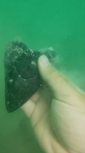 You never know what you’ll find scuba diving at the Shark Tooth capital of the world in Venice, Florida. Diver Jesse Grimes spends lots of time diving and searching for Megalodon shark teeth and other fossils, so eventually he was able to spot the smallest corner of the shark tooth’s root here. Would you have seen this?.#SHRKco #shark #sharks #sharktooth #sharkteeth #rarefind #florida #veniceflorida #venicefl #floridalife #ancient #prehistoric #oceanlife #marinebiology #fossil #fossils #megalodo