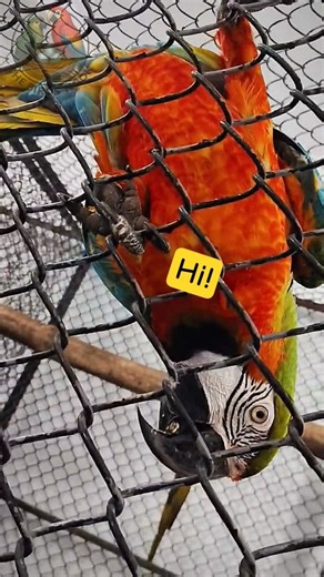 Amazing Macaw ✨ LIKE A RED SUN 🧡 #shorts #shortsvideo #shortvideo #subscribe ‪@TBN‬