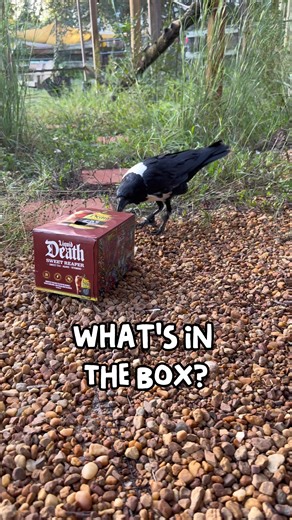 Fascinating Facts About Crows and Ravens