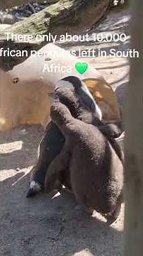 The Cutest Beach in the World? 🐧 | Boulders Beach, South Africa