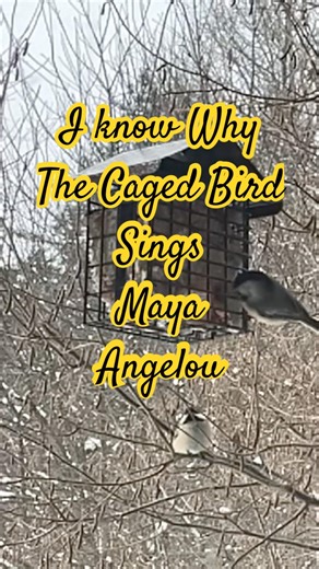 Maya Angelou I know why the caged bird sings. #findyourpeace #redefiningsuccess #manifestgreatness