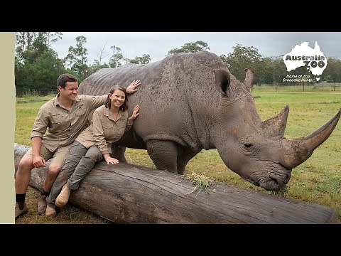Up close with DJ the Rhino | Australia Zoo Life