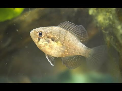 Kaltwasserfische im Garten