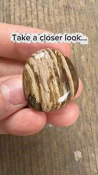 This petrified wood has HIGHLY detailed cell structure!