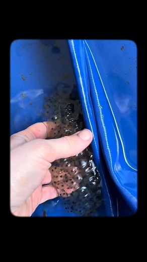 Usha Rani Infotech | Don’t Eat This! It’s NOT a Dessert – It’s Tadpole Eggs! 😱 #shorts #viral | Instagram