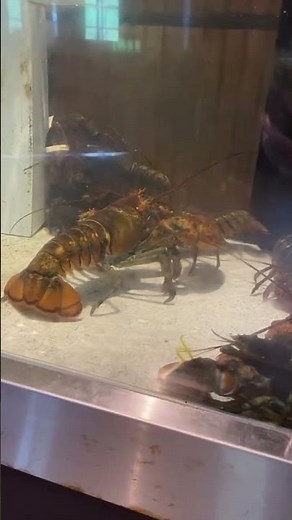 Live lobsters fighting. #lobster #seafood #fight