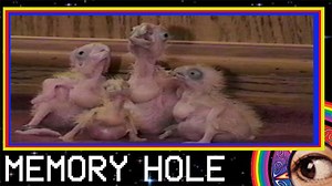 Beautiful Beasts Nature is perfect. Music by DJ Orange Julius https://soundcloud.com/wearetar https://soundcloud.com/dj-orange-julius | Memory Hole