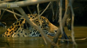 1.6M views · 16K reactions | Gdy podczas pory suchej warunki stają się ekstremalne - walka o pokarm przybiera na sile. Wtedy sytuacja wymaga drastycznych rozwiązań. Dochodzi do pojedynków, które w przyrodzie występują rzadko, a jeszcze rzadziej - udaje się je uchwycić okiem kamery. Aby zdobyć pożywienie na kilka dni, jaguarzyca będzie musiała zmierzyć się z przodkiem pradawnych drapieżników. | National Geographic | Facebook