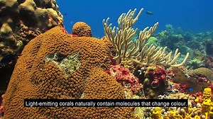 70 reactions · 4 comments | #QBI researchers are using light-emitting corals and fruit flies to pave the way for understanding - and developing safer - anaesthetics. Discover more: https://bit.ly/3vMVDfu | Queensland Brain Institute | Facebook