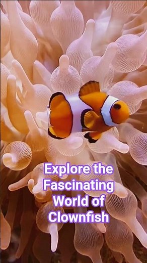 Clownfish care: A quick guide to happy fish #fishtank