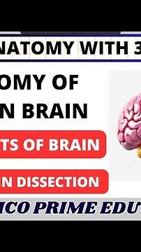 Anatomy of Brain | Brain Dissection | Parts of brain | Real Human brain 🧠