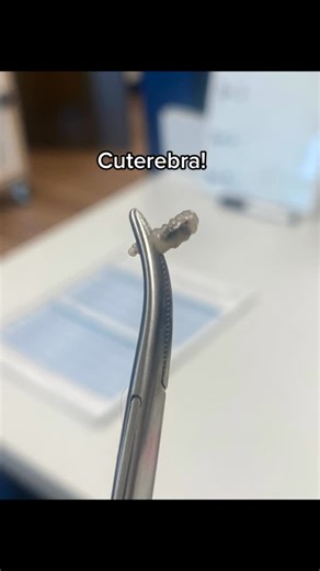 Hunter Finn on Instagram: "#onthisday this dog was happy to have this critter out of its body, and he did great after. The wound typically heals very quickly once the larvae is gone! #drfinn #cuterebra #botfly #doglover"