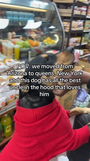 Dog's New Sweater: A Cute Pet Introduction