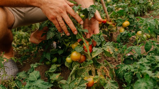 10 Surefire Ways To Bring Your Dying Tomato Plants Back To Life - House Digest