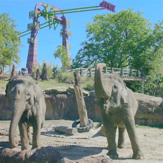 Get double the value with one purchase! Buy a Busch Gardens 🐘 Fun Card, get Adventure Island FREE 💦🎢 Hurry, offer ends soon! | Busch Gardens Tampa Bay