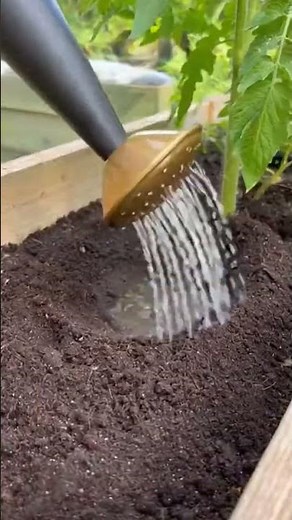 How to Grow Carrots in Containers: From Seed to HarvestFull guide in the first comment 💬👀 #gardentom