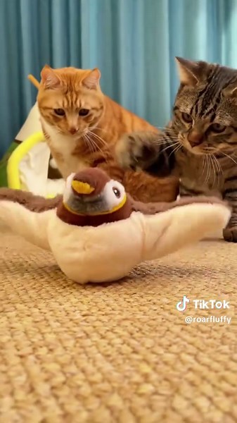 My cat goes crazy for this flapping bird toy. 😸#cat #cutecats #cattoys #catlover #catmom #kitten #meow #catoftiktok