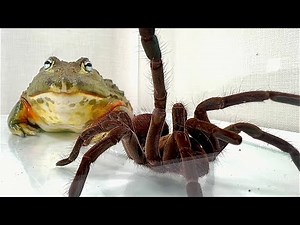 Giant Spider Meets Frog In SHOCKING Encounter!