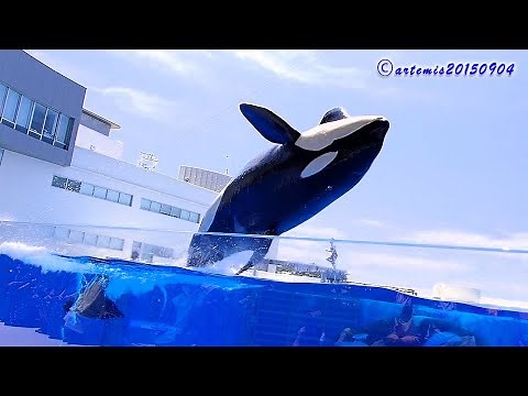 神戸須磨シーワールド ２０２４年６月１日 オルカスタディアム オルカパフォーマンス １１時～ ステラ🐋、ラン🐋