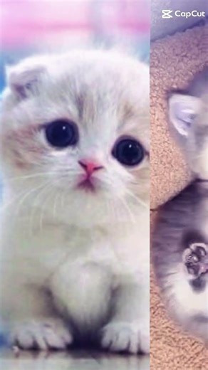 #bismillahfyp#subscribe #cute #cat #yt #shortvideo #fypシ #fypシ゚viral #beautiful #youtube #support