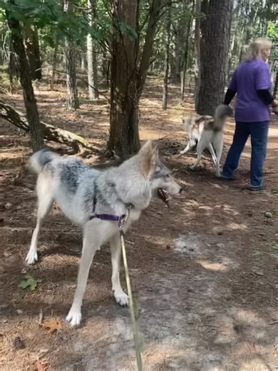 Howling Woods Farm on Reels