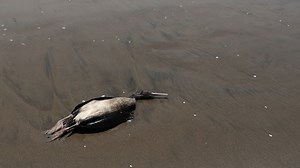 How big a threat is bird flu?