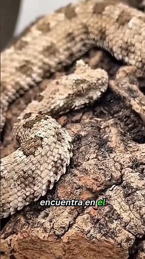 ¡El increíble camuflaje de la víbora de cola de araña! 🕷🐍☠️