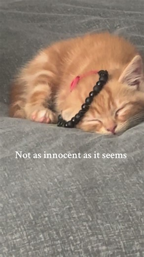 Scratched me while falling off my chair it wasn’t noodles fault #violent #cute #cat