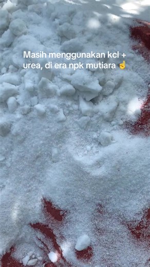 Penggunaan KCL dan Urea dalam Pemupukan Sawit