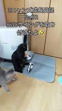 3ニャンズ成長日記No.172 86にウイングを取り付けたよ #neko #猫 #猫のいる暮らし #猫動画 #ねこ #cat #86