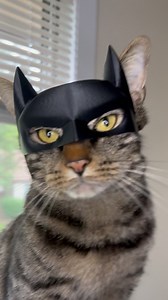 Bat bimbus 🦇🐱 #bimbusprintables #catsoftiktok #3dprinting #elegoo #batman #batcat | Bimbus Printables