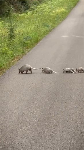1.4M views · 25K reactions | 1,2,3,4,5,6…wait, what? Texas armadillos always give birth to identical quadruplets. But this mom has 7 pups – a rare occurrence! Thanks to Amanda Walding for sharing this unique sight. | Texas Parks and Wildlife | Facebook