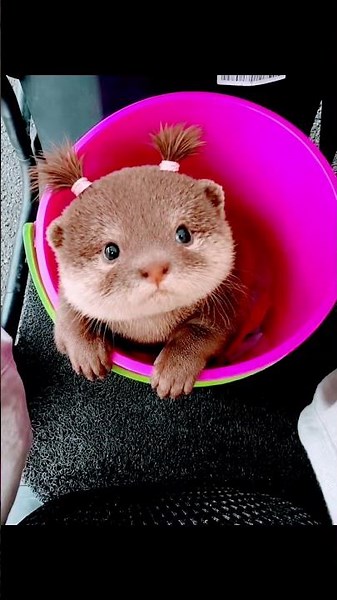 This otter wearing pigtails will completely heal your soul! 😭❤️
