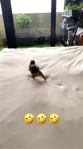 Hilarious Voiceover Moments with Cats and Dogs