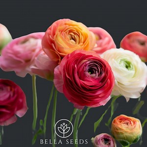 Tecolote Mix Ranunculus Corms, 5-6 Cm,ranunculus Corms, Persian Buttercups, Flower Bulbs - Etsy